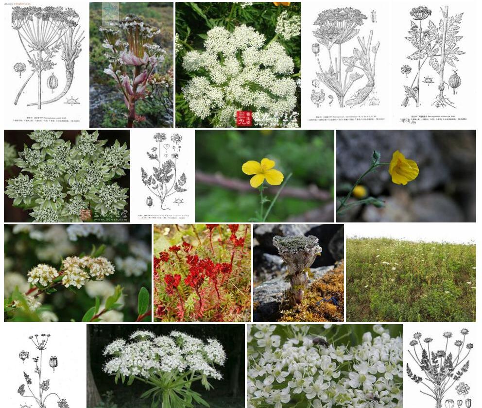 芳香棱子芹照片和图片/