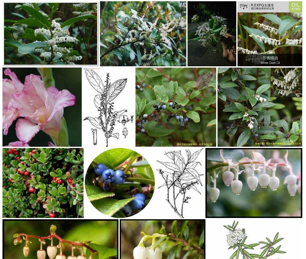 芳香白珠照片和图片/