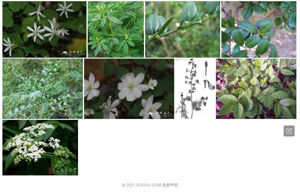 芸香叶唐松草照片和图片/