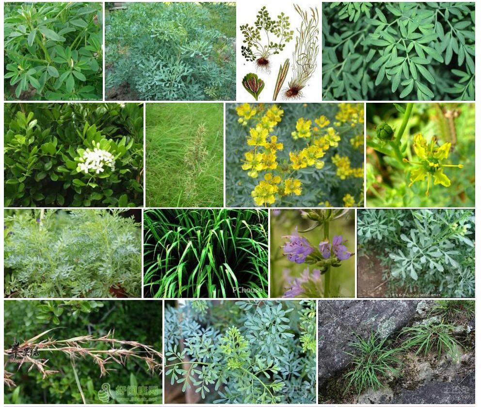 芸香草照片和图片/