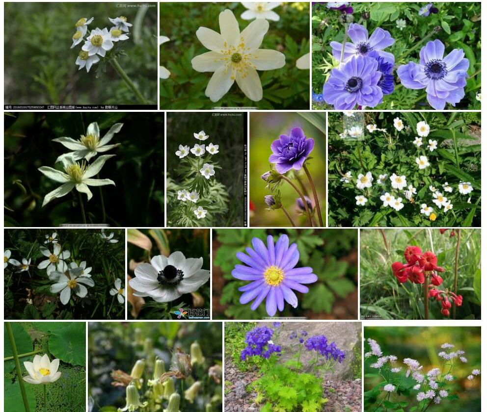 芹叶银莲花照片和图片/