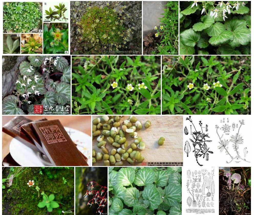 芽生虎耳草照片和图片/