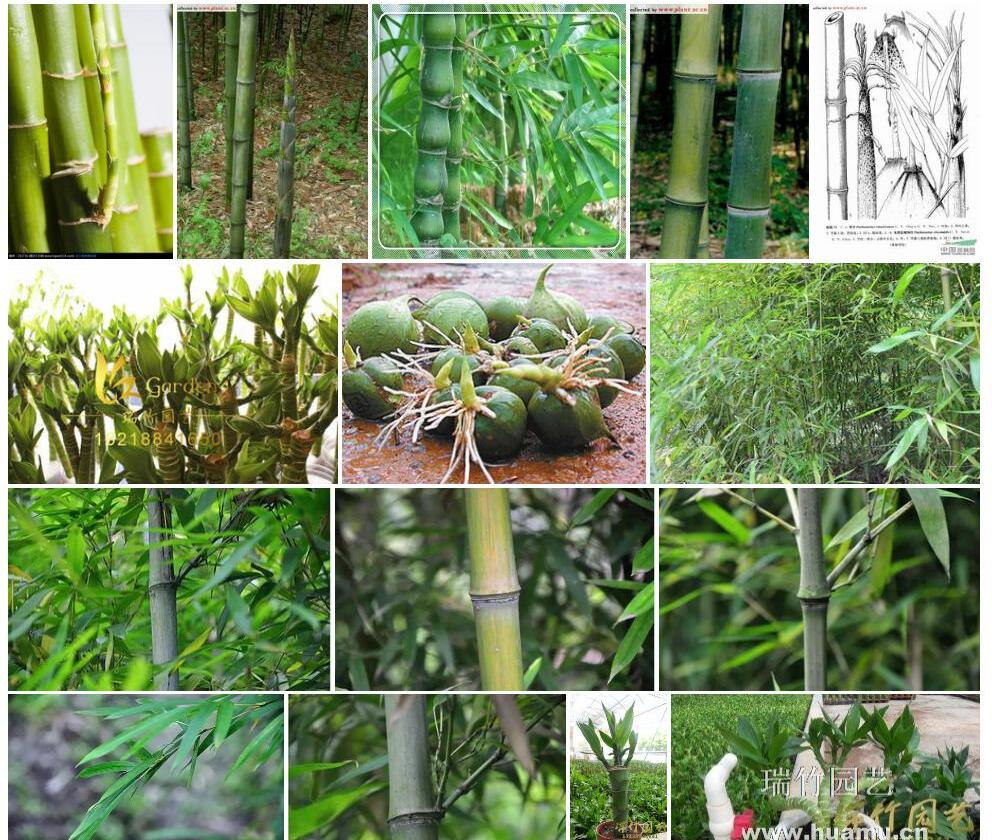 芽竹照片和图片/