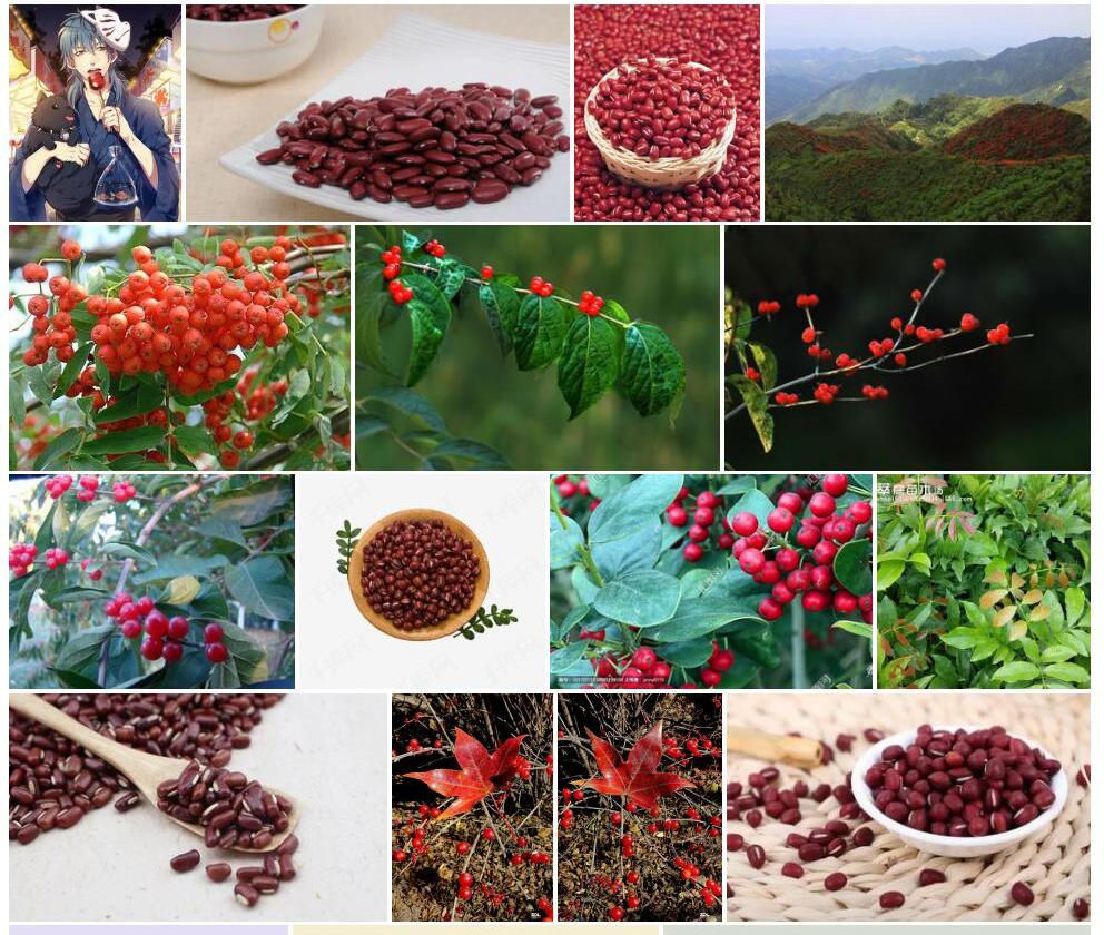 苍叶红豆照片和图片/