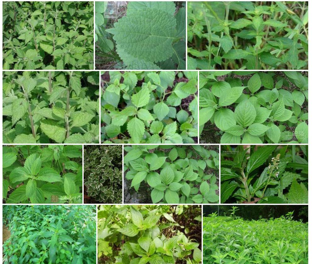 苍山香茶菜照片和图片/
