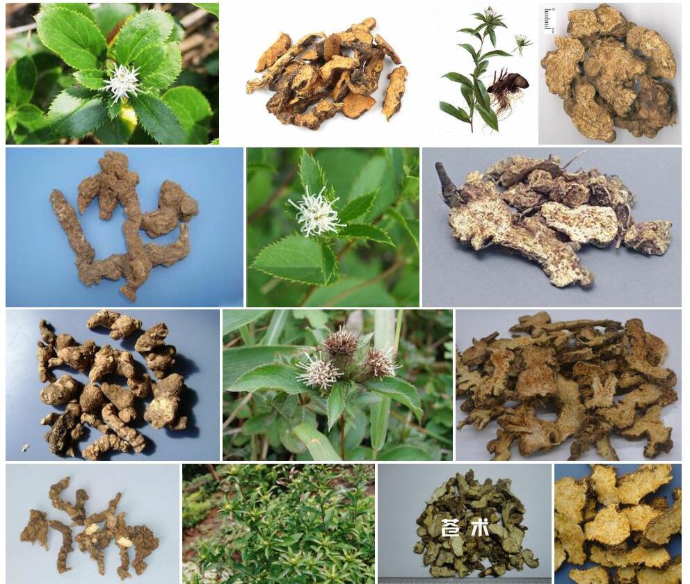 苍术照片和图片/