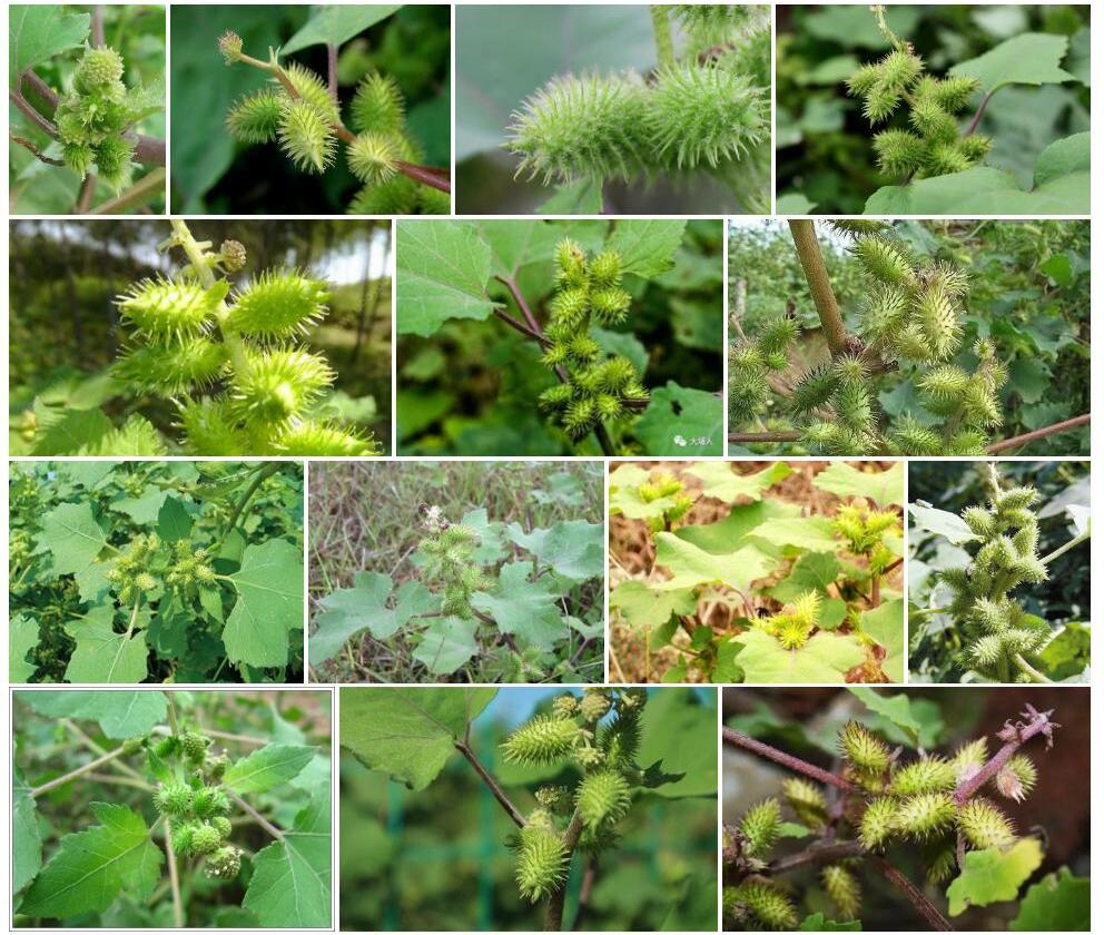 苍耳照片和图片/
