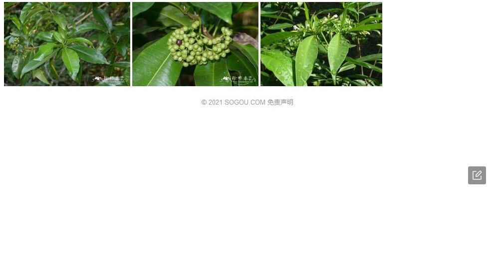苏门答腊萝芙木照片和图片/