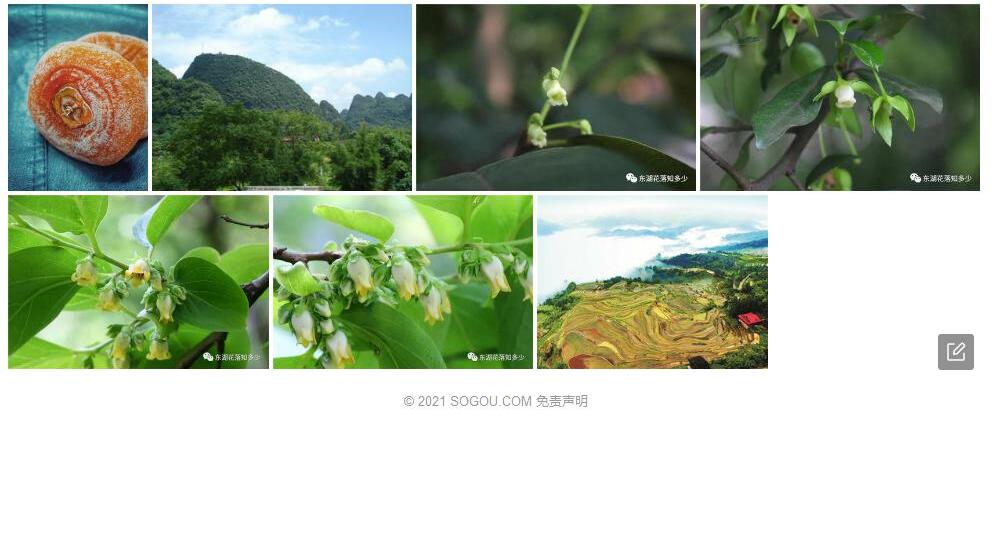 苗山柿照片和图片/