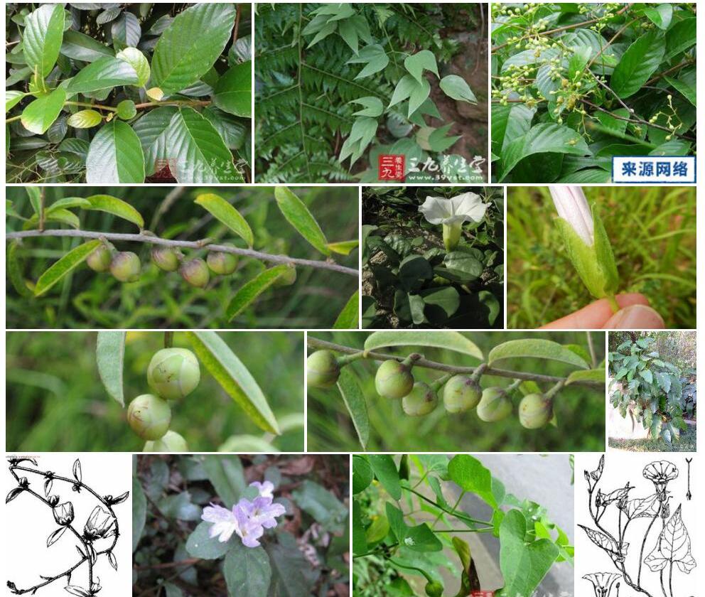 苞叶藤照片和图片/