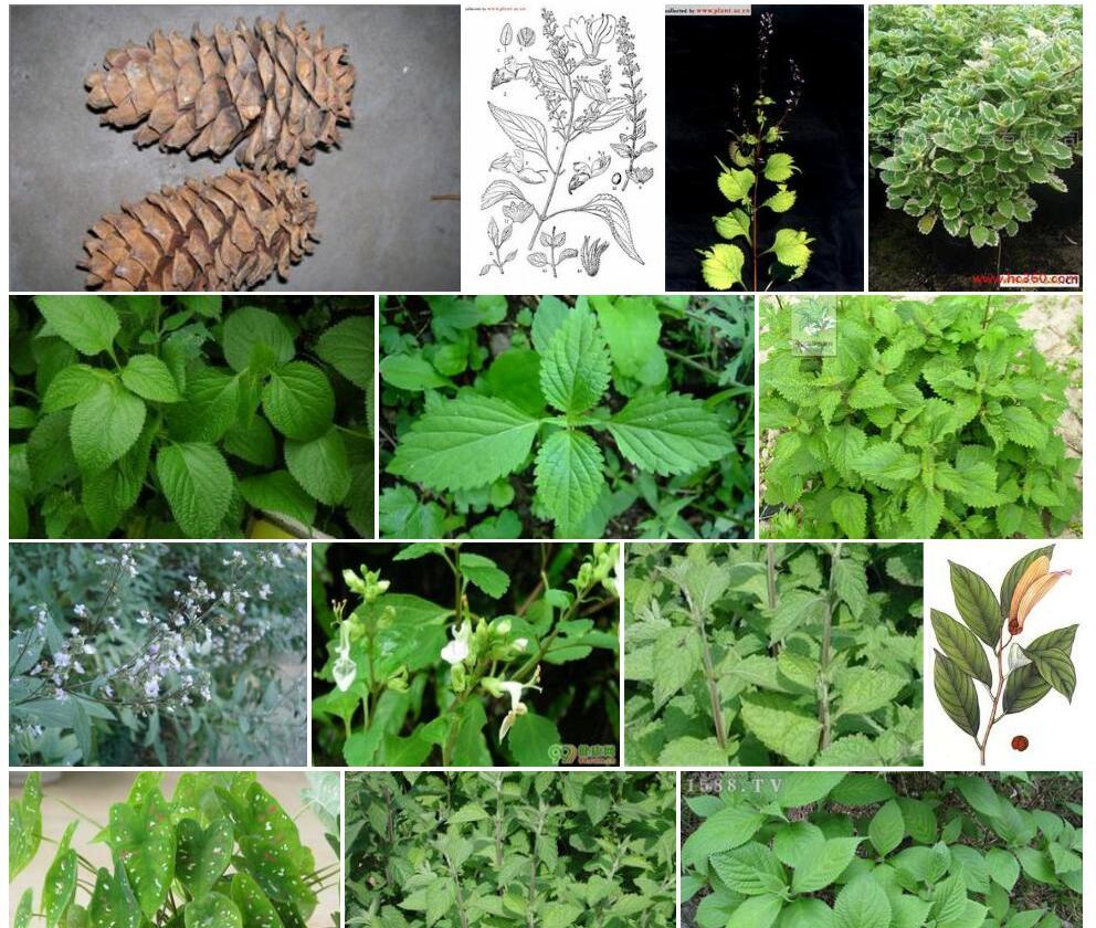 苞叶香茶菜照片和图片/