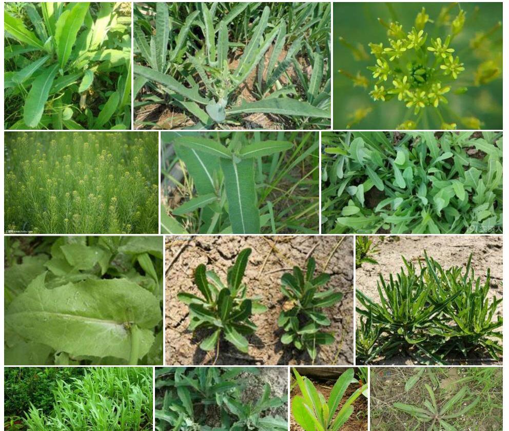 苣荬菜照片和图片/