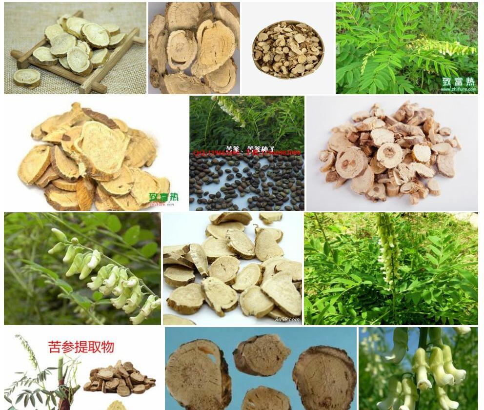 苦参照片和图片/