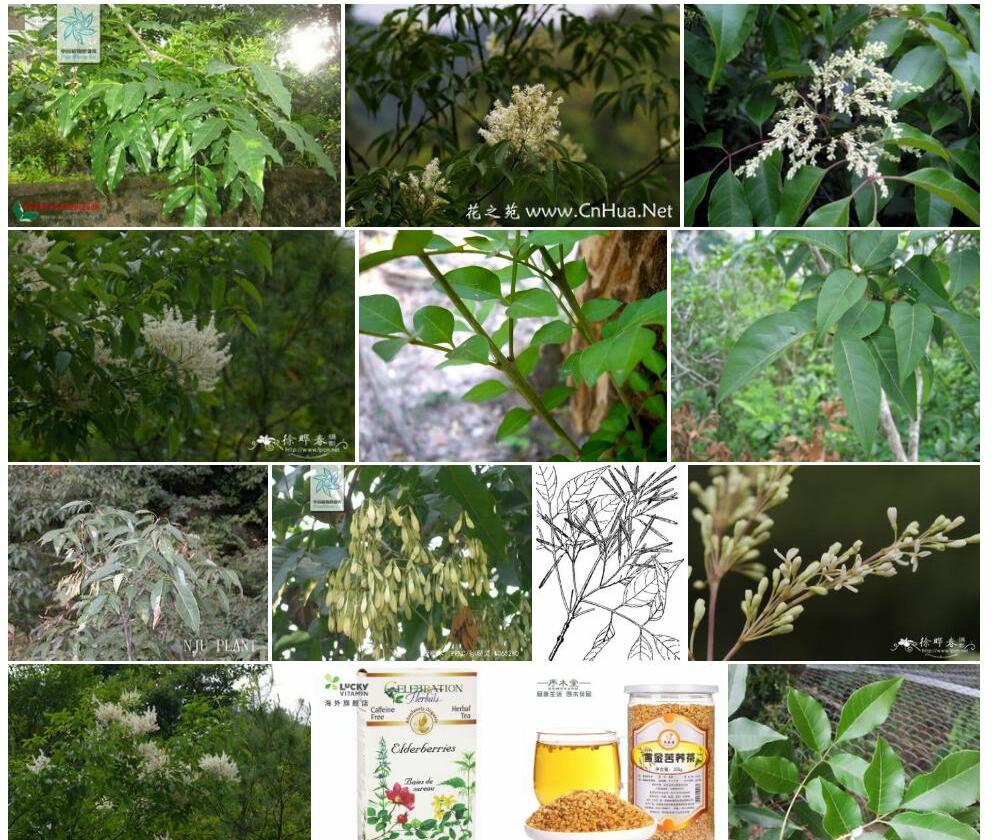 苦枥木照片和图片/