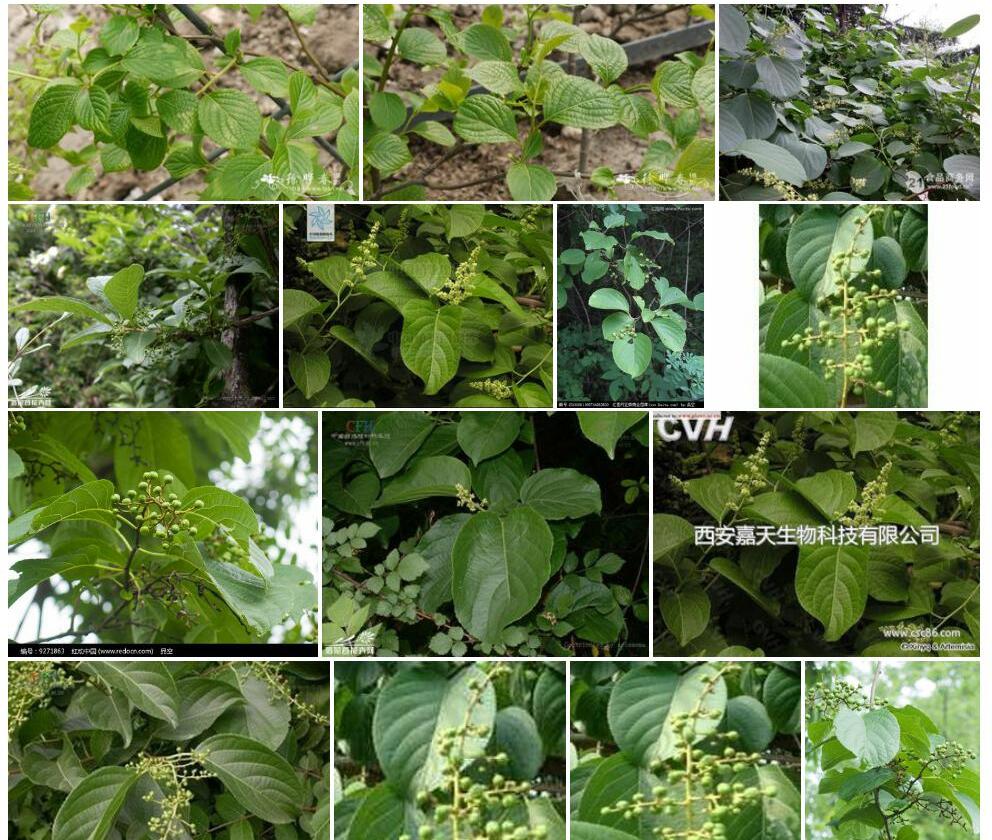 苦皮藤照片和图片/