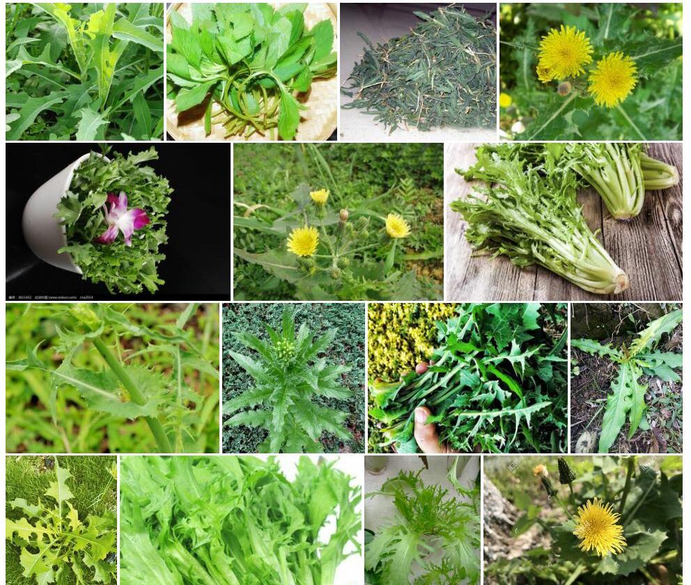 苦苣菜照片和图片/