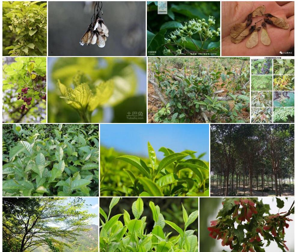苦茶槭照片和图片/