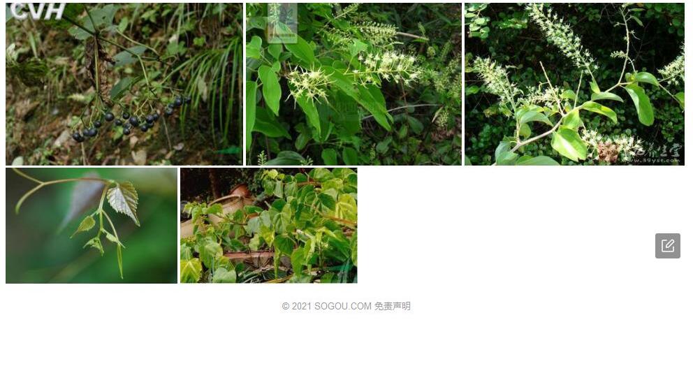 苦郎藤照片和图片/