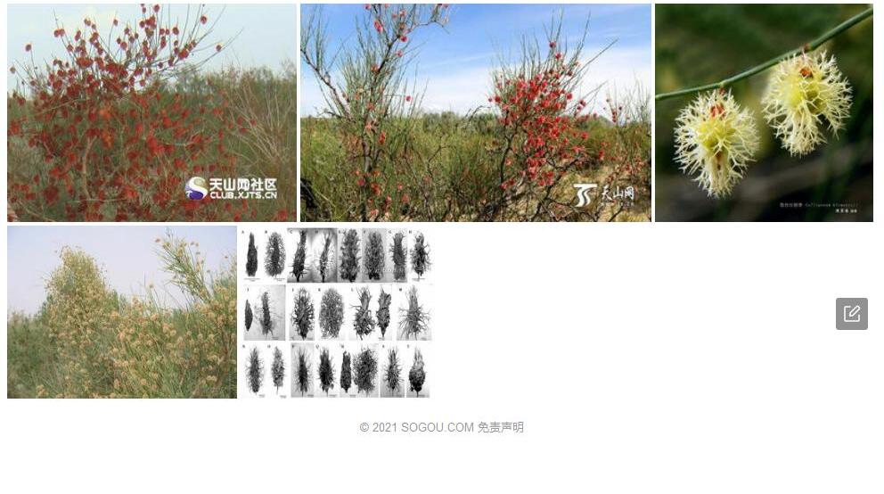 英吉沙沙拐枣照片和图片/