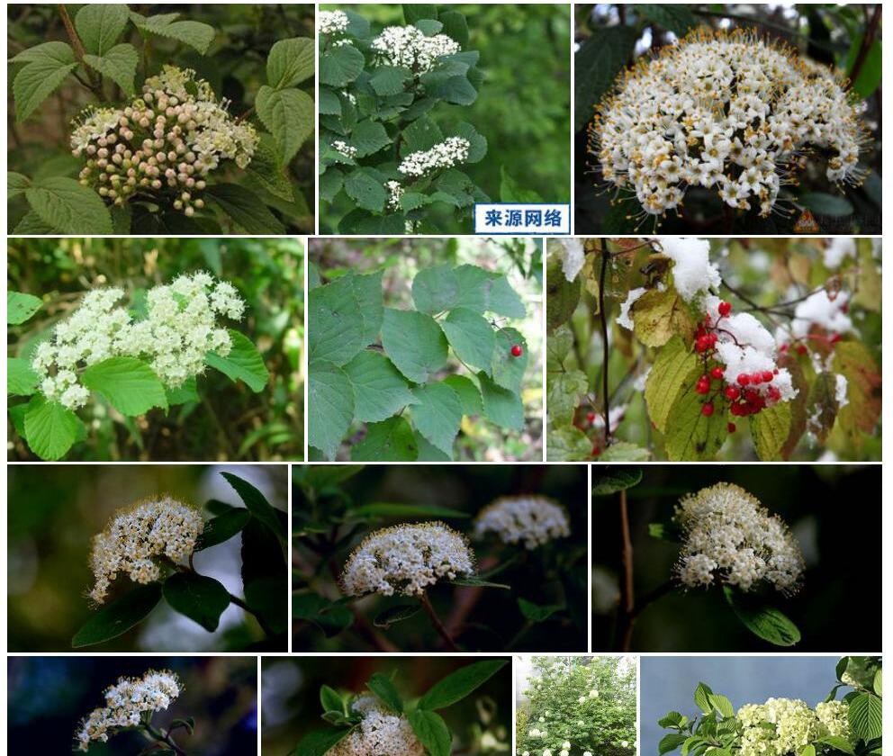苹果叶荚蒾照片和图片/