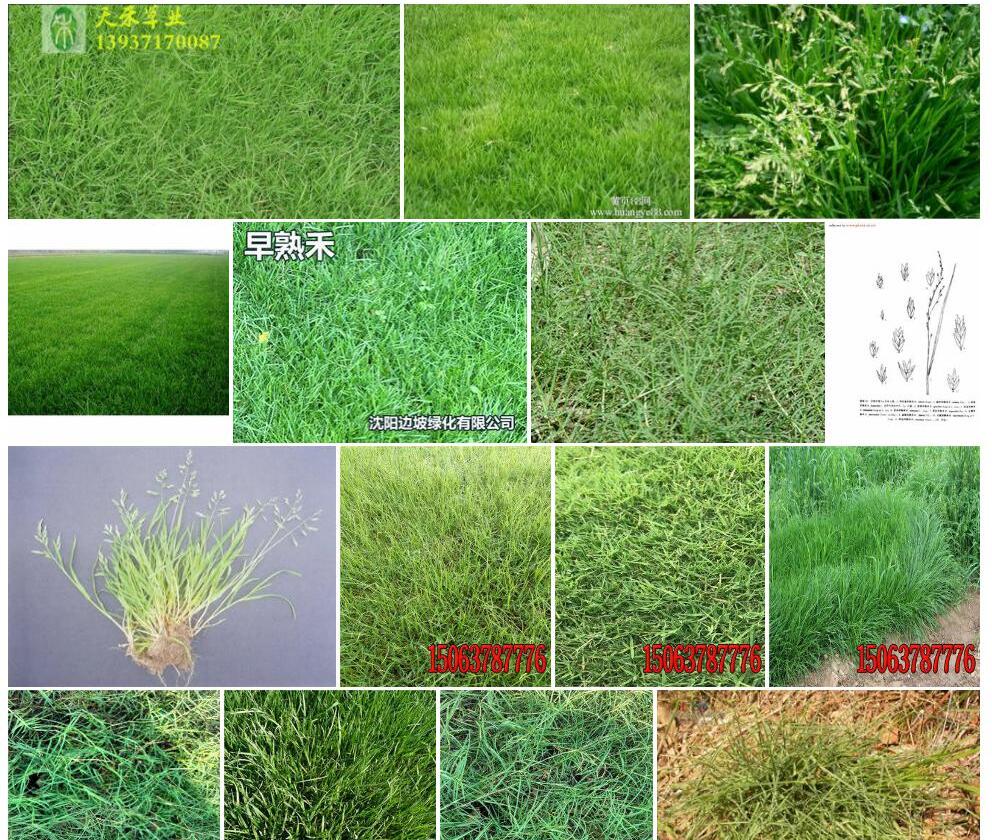茁壮早熟禾照片和图片/