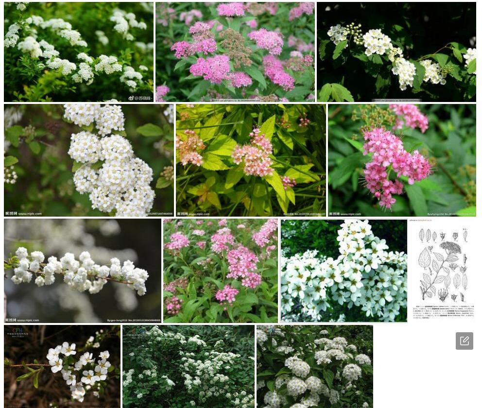 茂汶绣线菊照片和图片/
