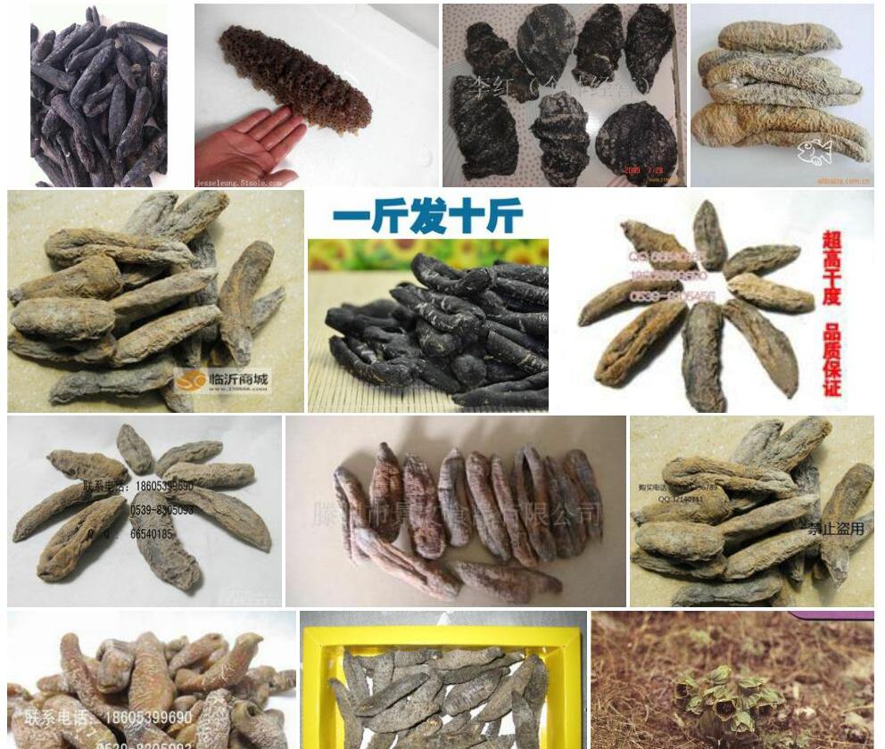 茄参照片和图片/