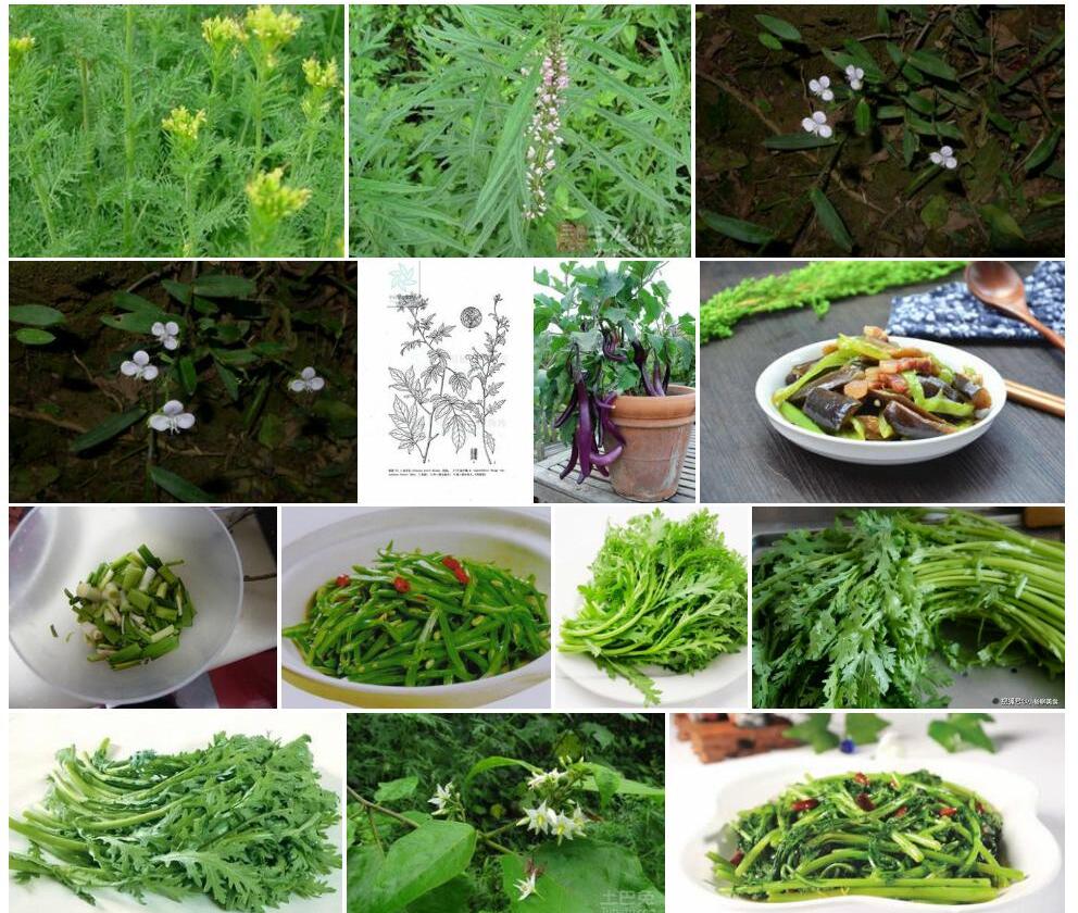 茄子蒿照片和图片/
