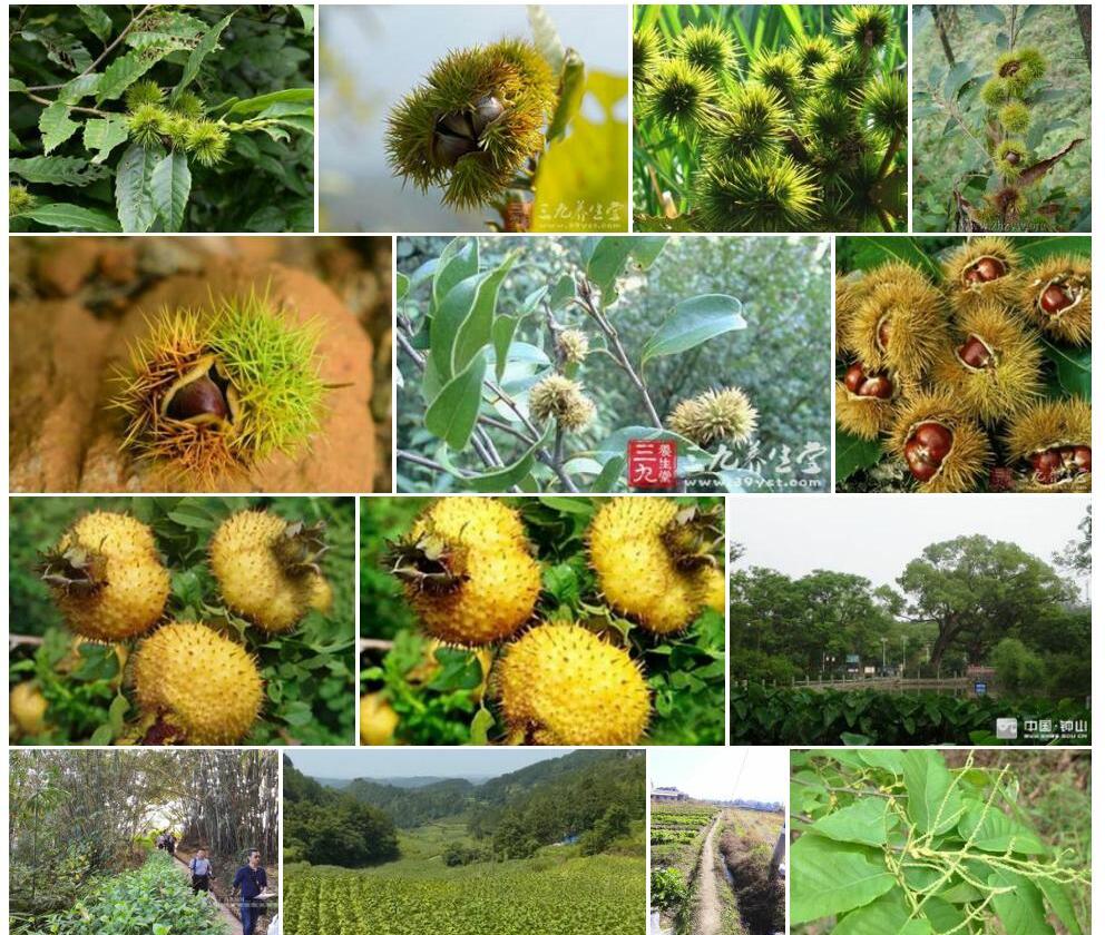茅栗照片和图片/