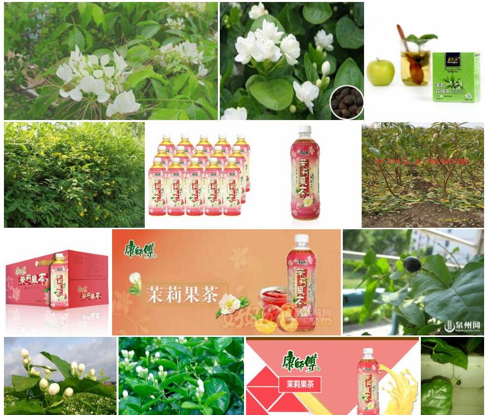 茉莉果照片和图片/
