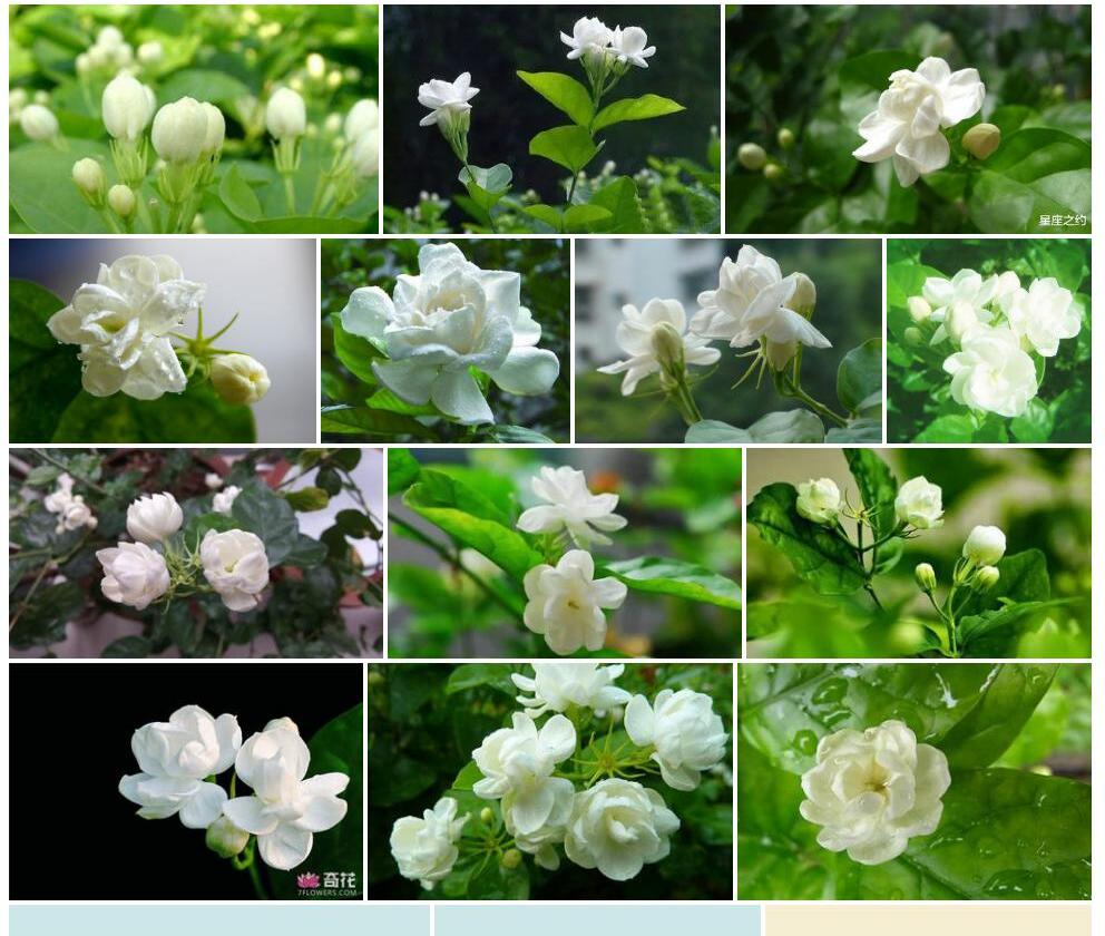茉莉花照片和图片/