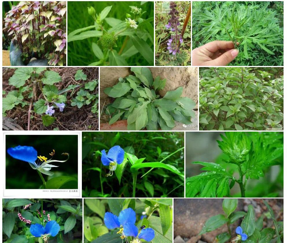 茎叶子宫草照片和图片/
