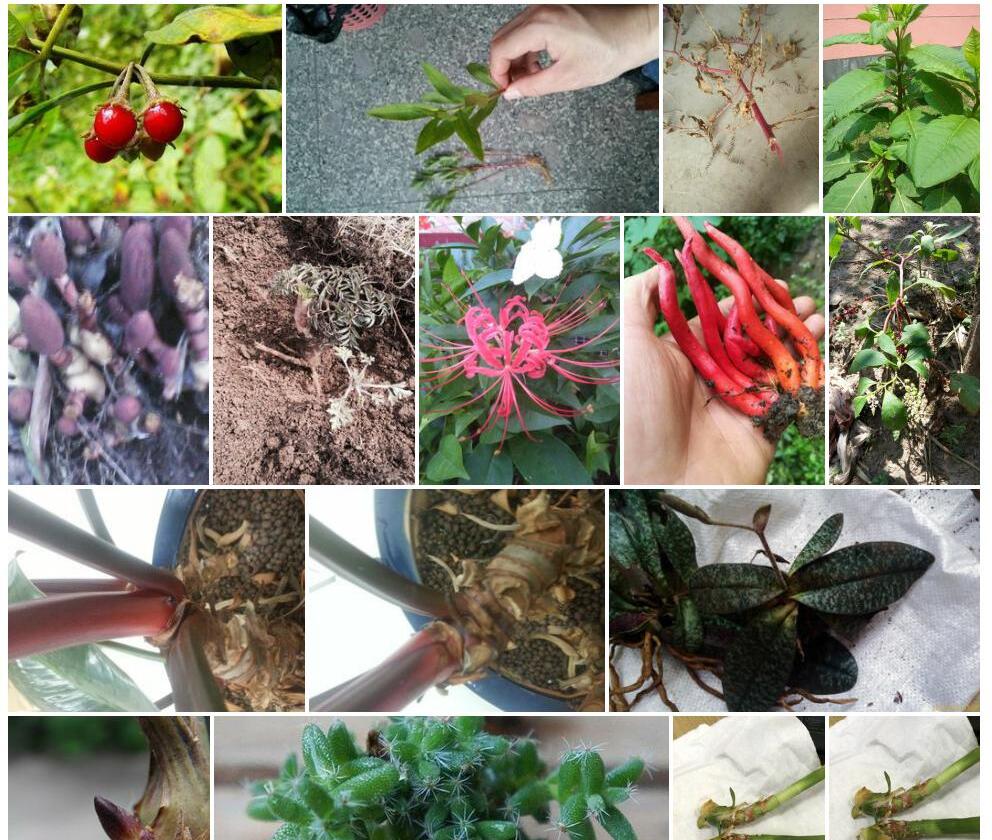 茎根红丝线照片和图片/