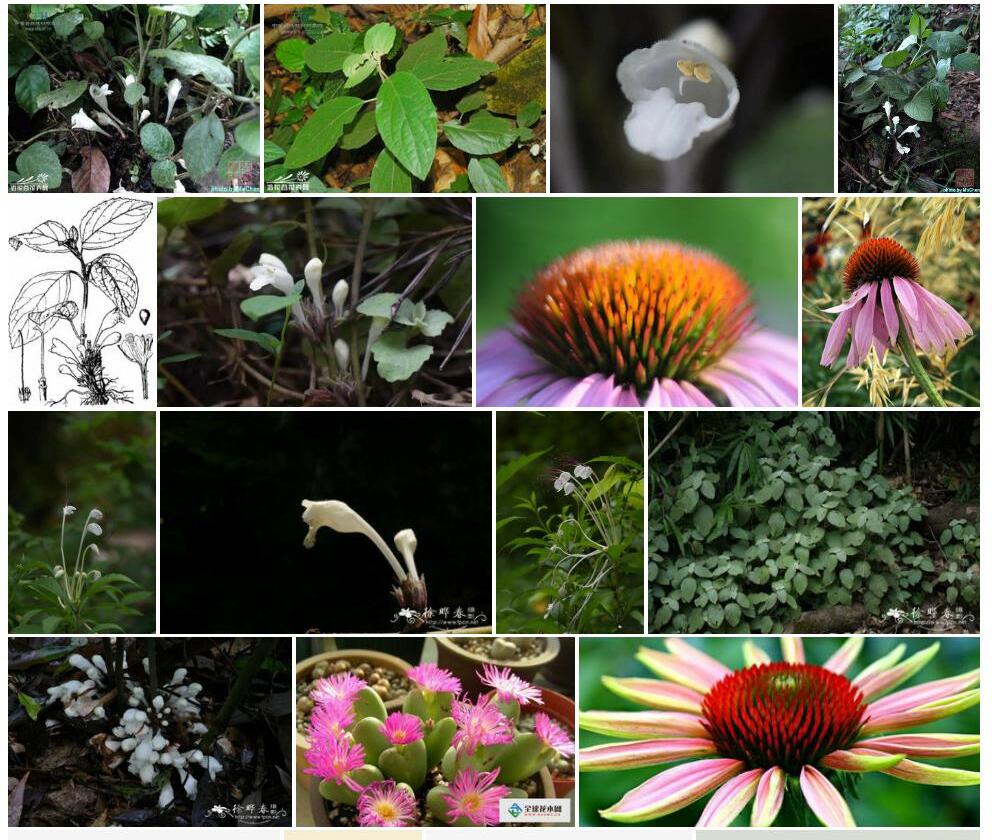 茎花中华锥花照片和图片/