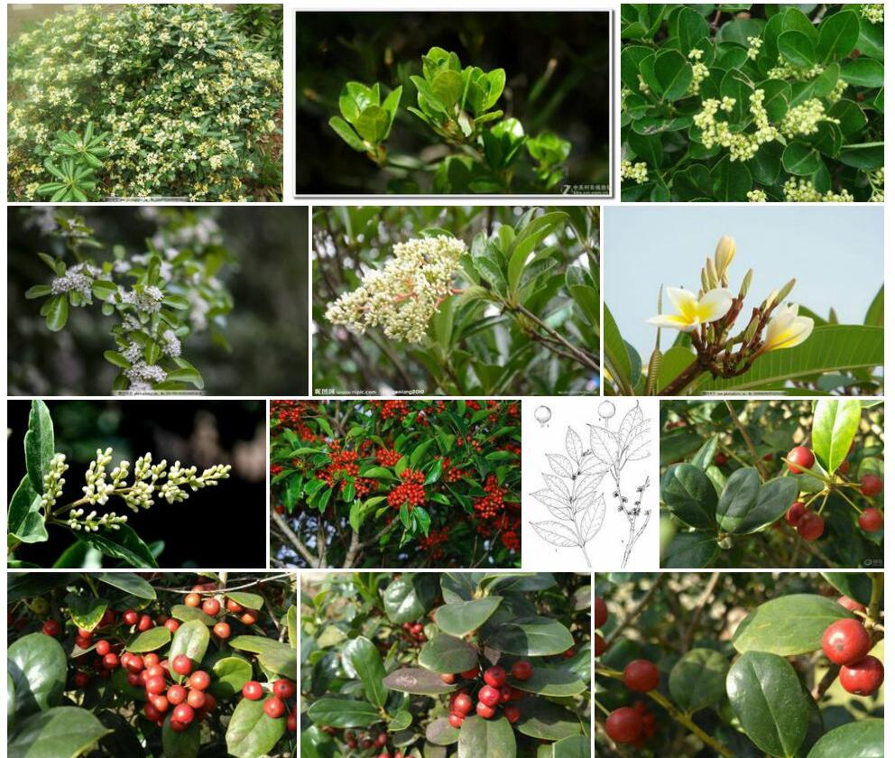 茎花冬青照片和图片/