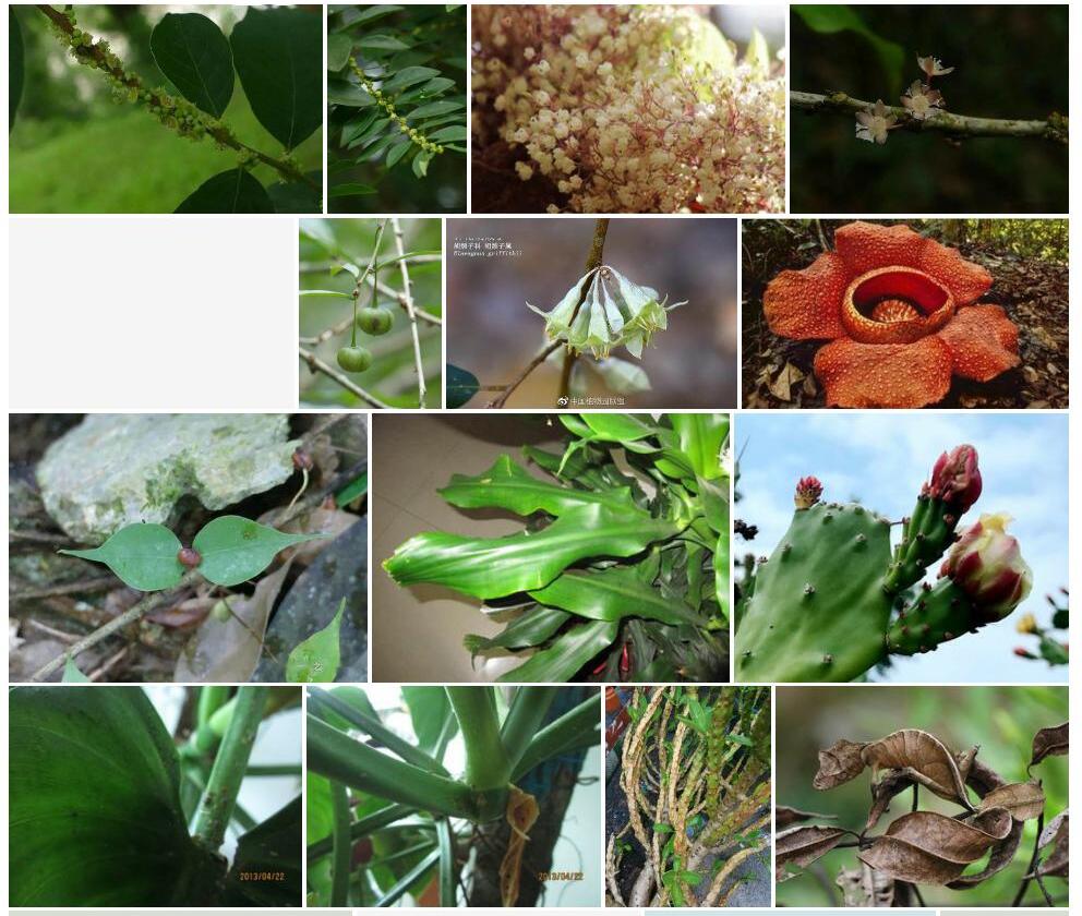 茎花守宫木照片和图片/
