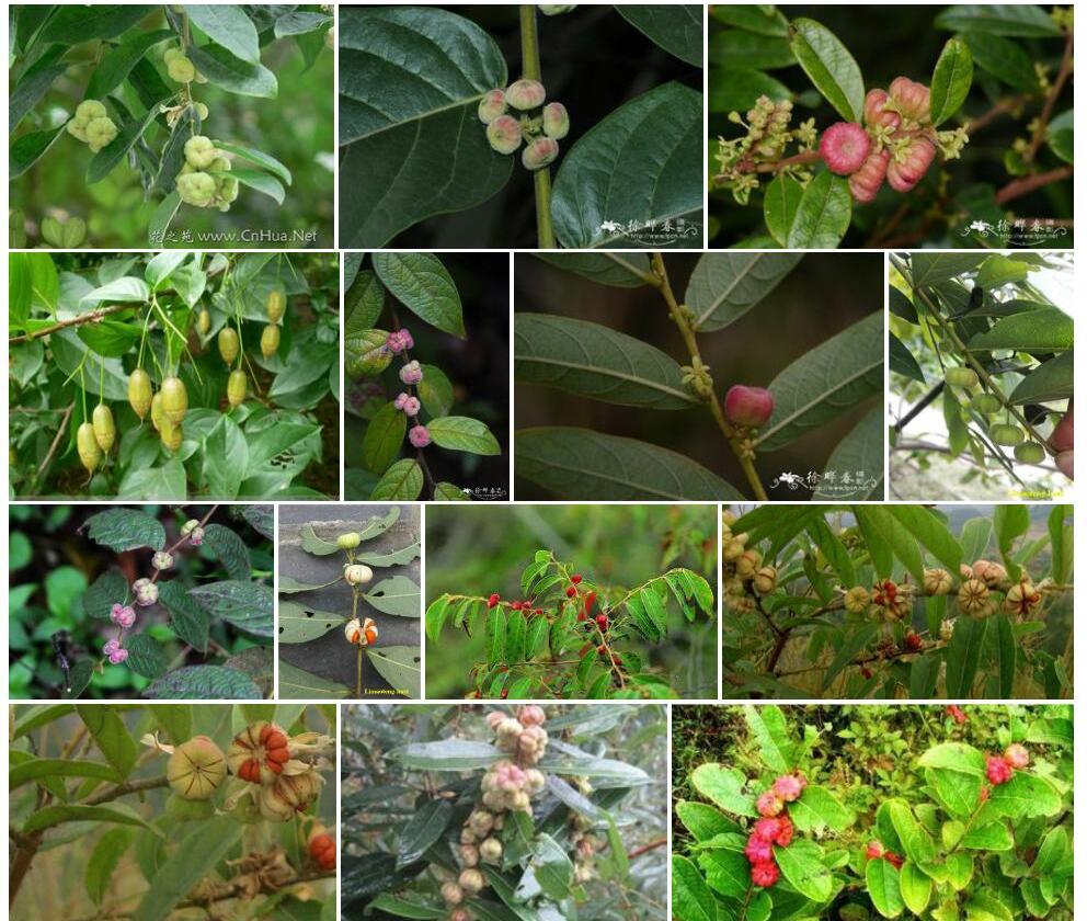 茎花算盘子照片和图片/