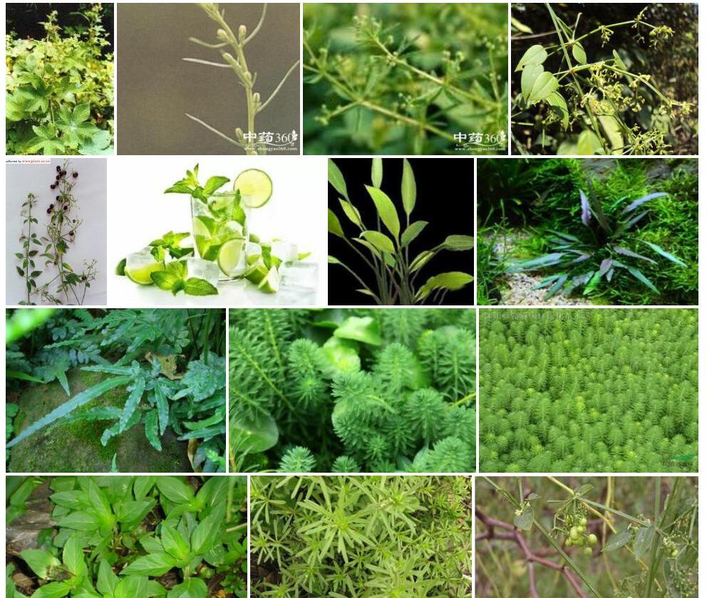 茜砧草照片和图片/