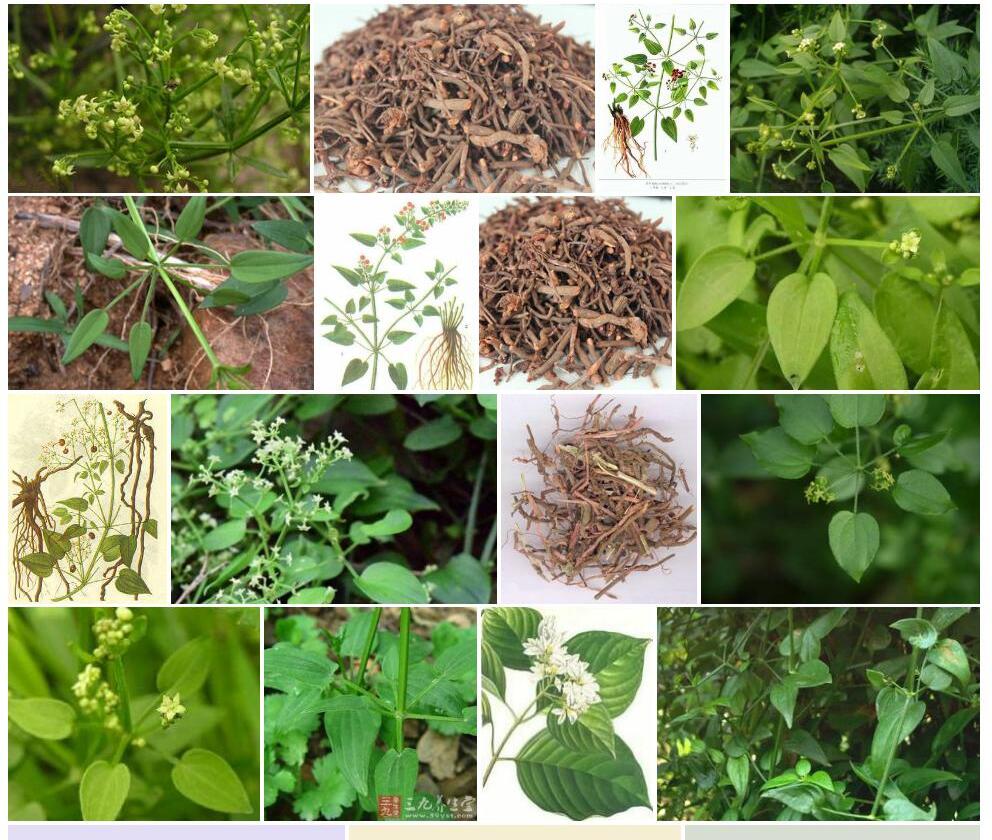 茜草照片和图片/