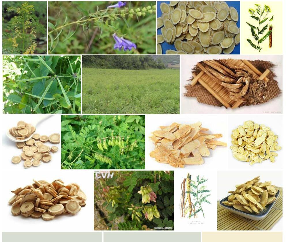 茧荚黄耆照片和图片/