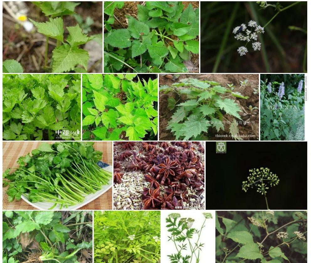 茴芹照片和图片/