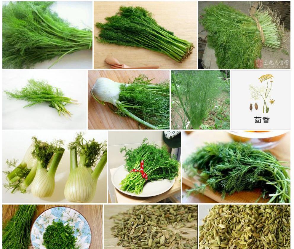 茴香照片和图片/