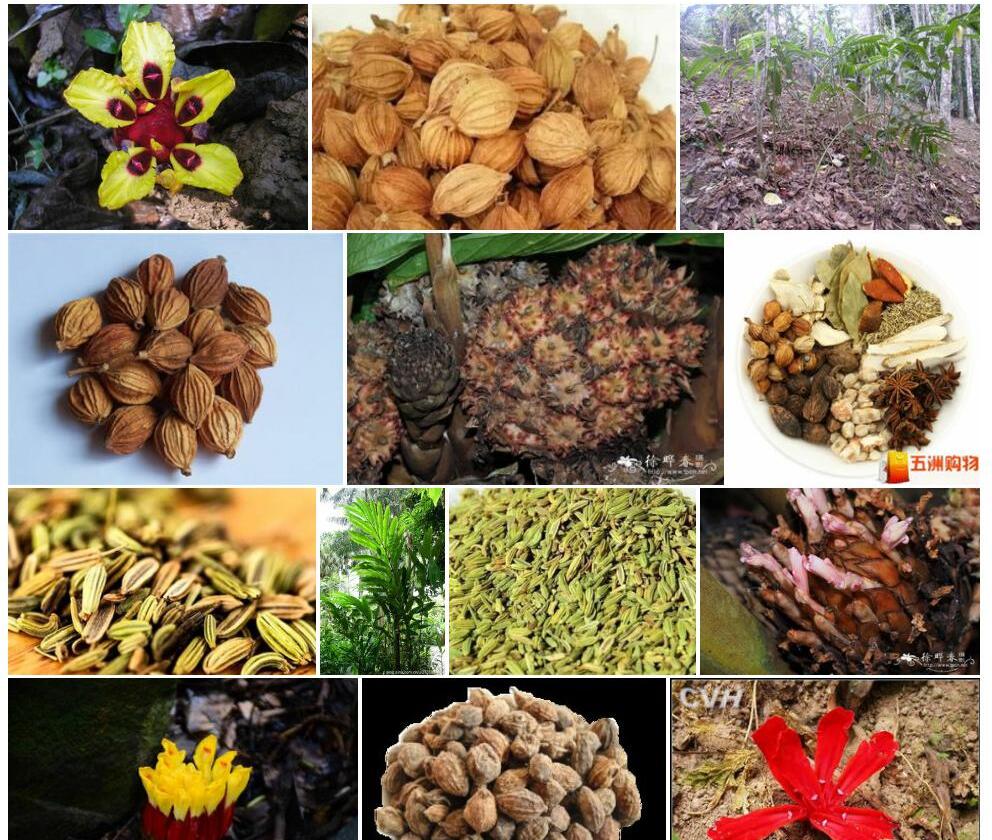 茴香砂仁照片和图片/