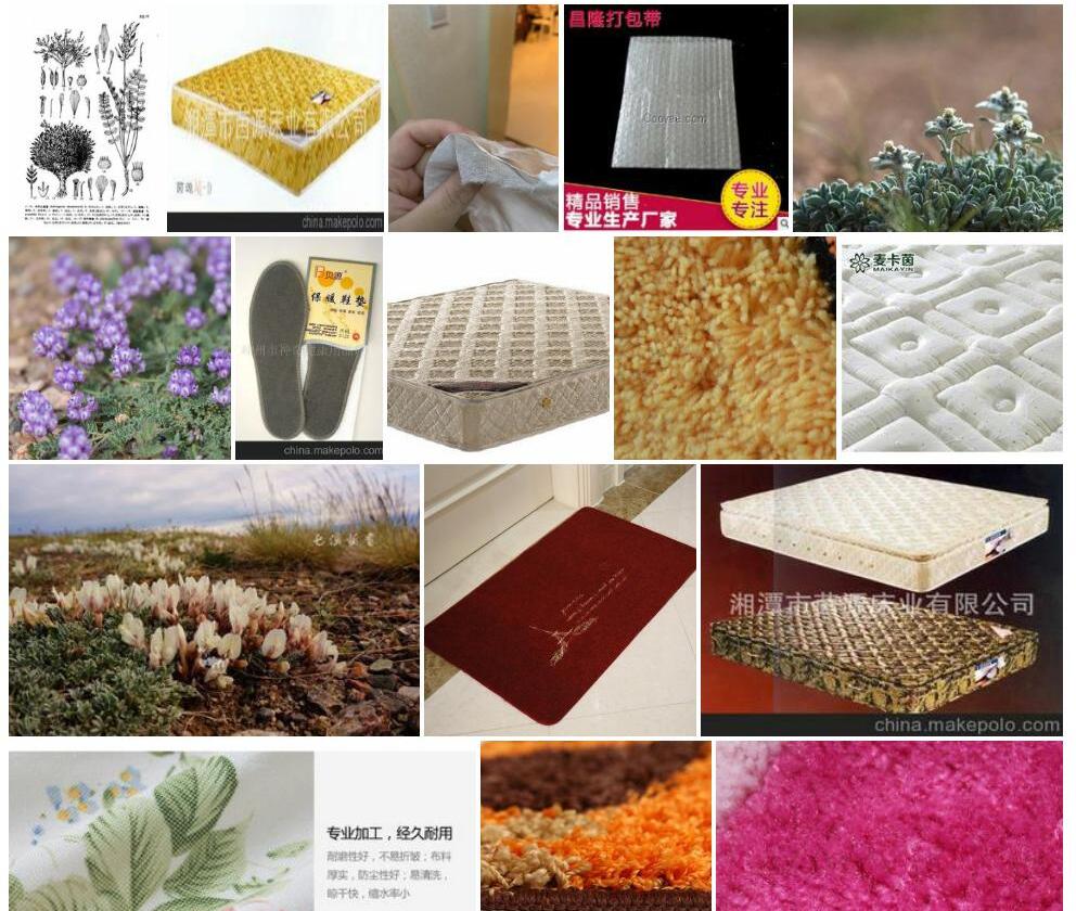 茵垫黄耆照片和图片/