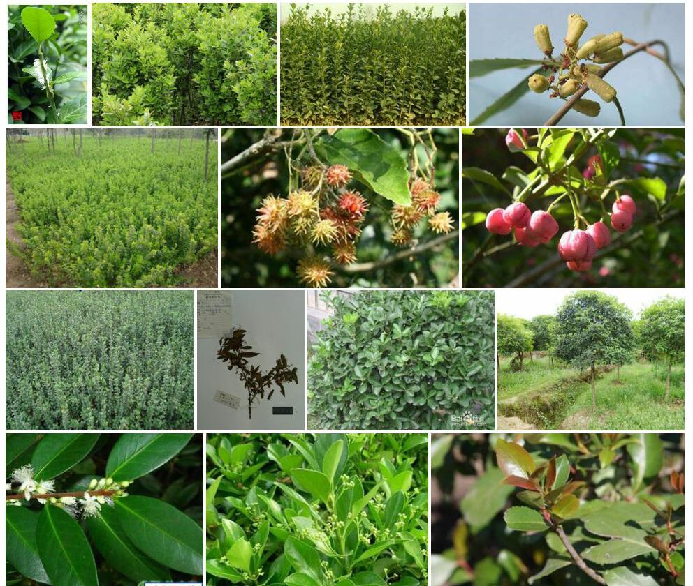 茶叶卫矛照片和图片/