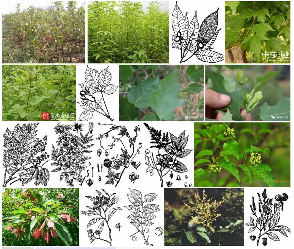 茶条木照片和图片/