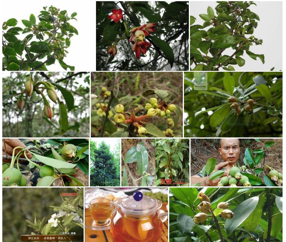 茶梨照片和图片/