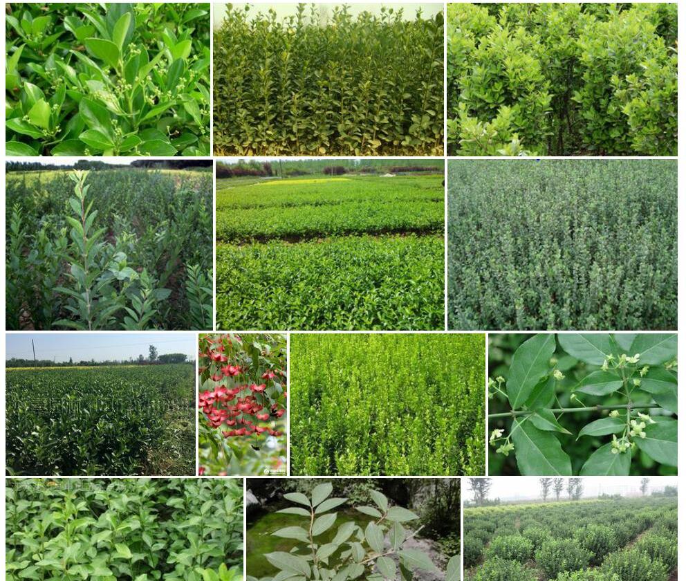 茶色卫矛照片和图片/
