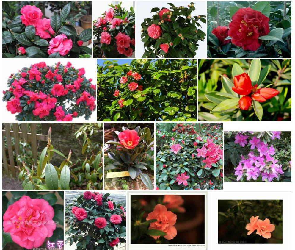 茶花杜鹃照片和图片/
