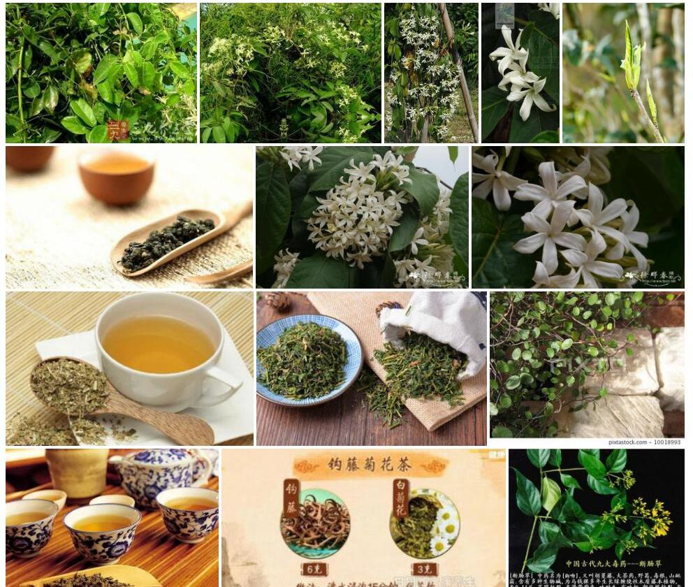 茶药藤照片和图片/